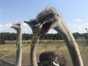 IMG_Wednesday ostrich